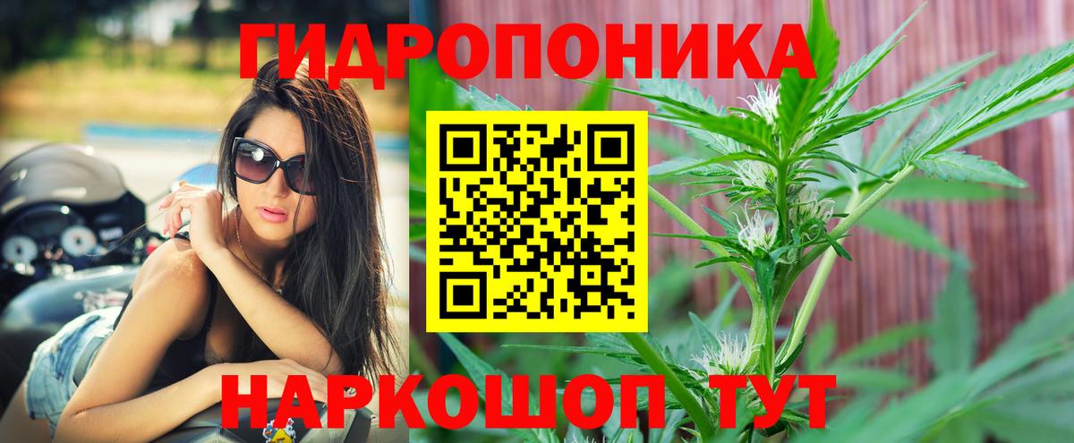 Конопля сатива Клинцы